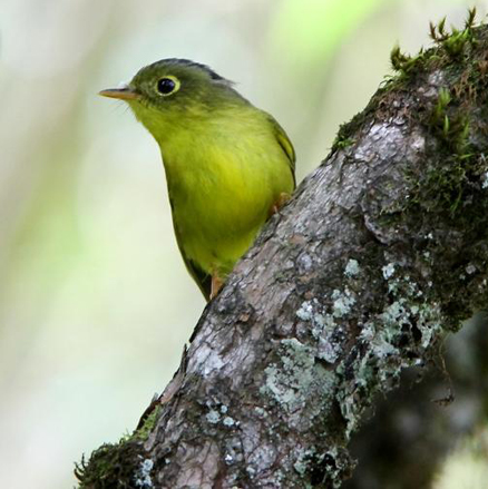  p>金眶鹟莺(学名: i>seicercus burkii /i>)小型鸟类,体长10~11厘米.