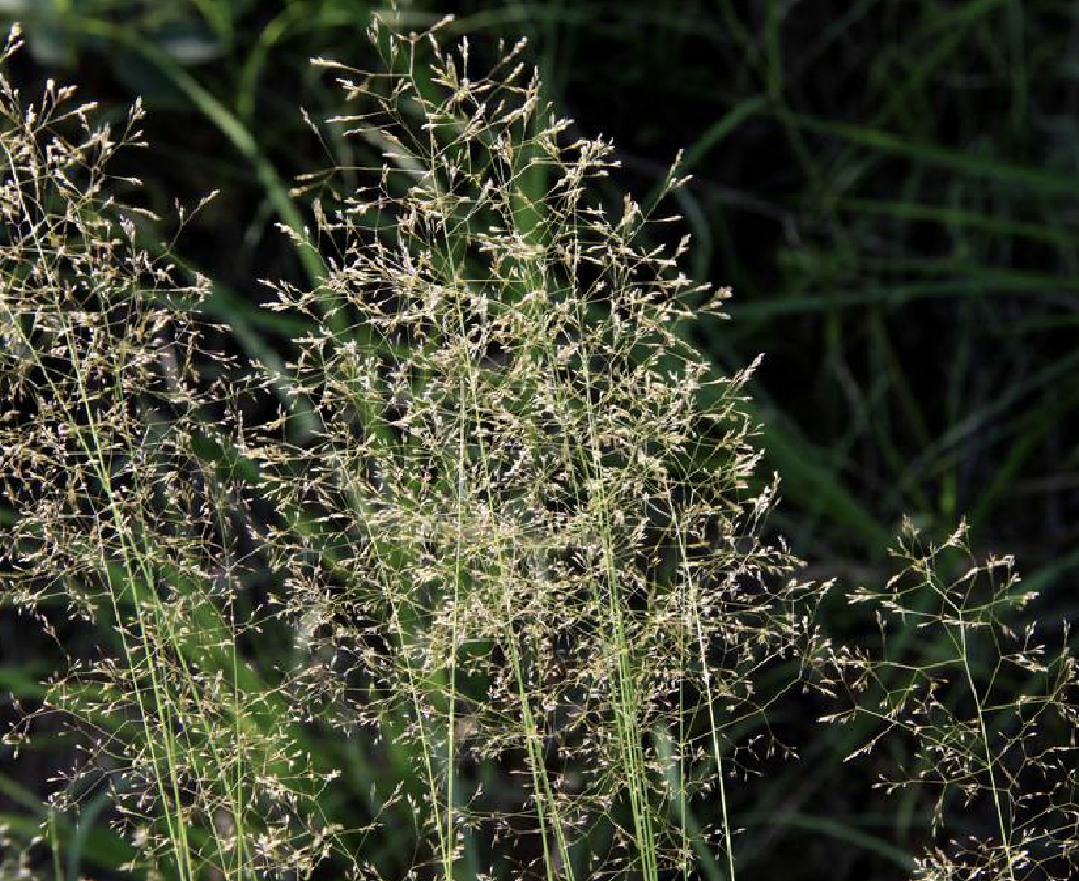 ">巨序剪股颖( i>agrostis gigantea /i> roth)是禾本科剪股颖属植物