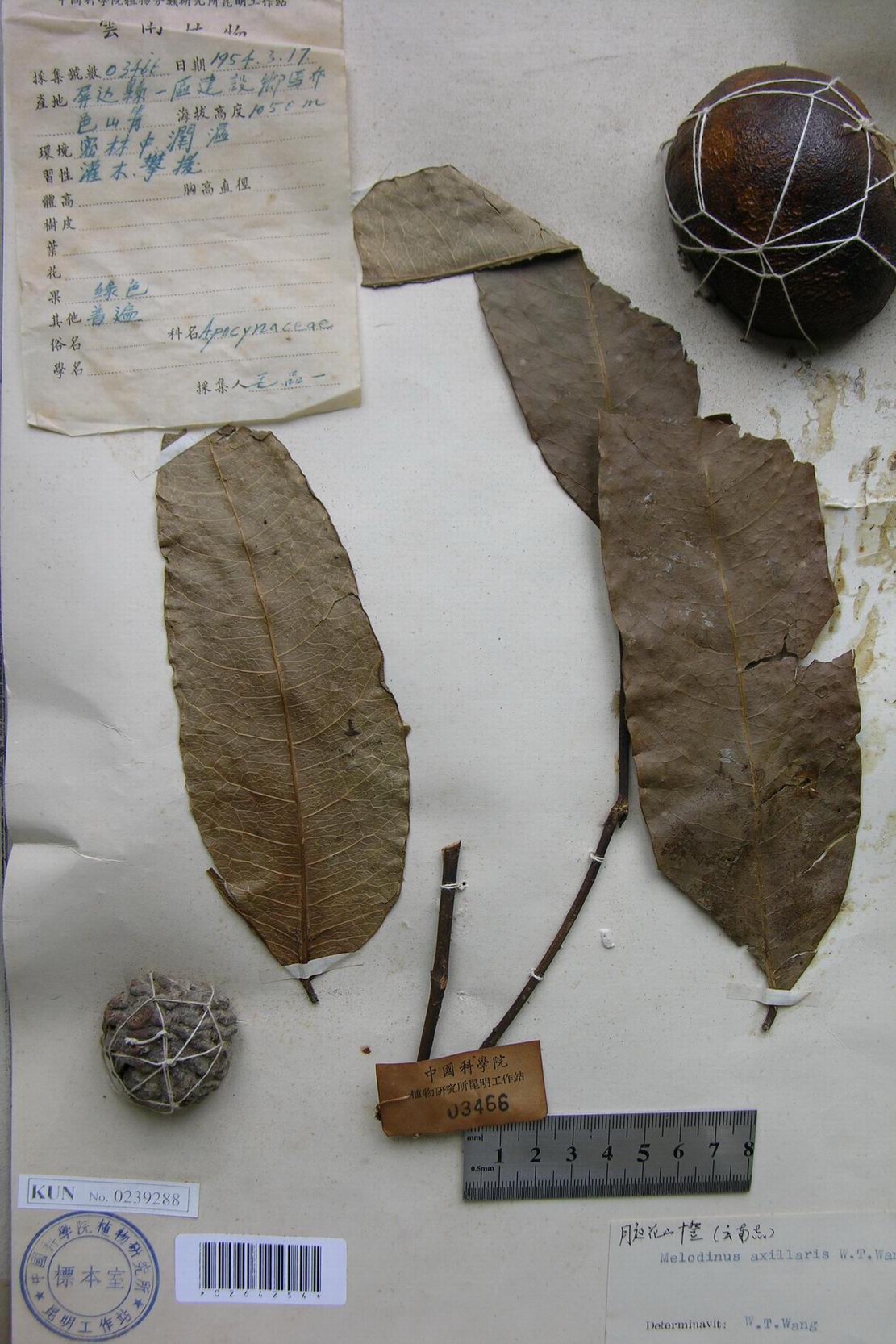  p>腋花山橙,拉丁学名:melodinus axillaris w. t.