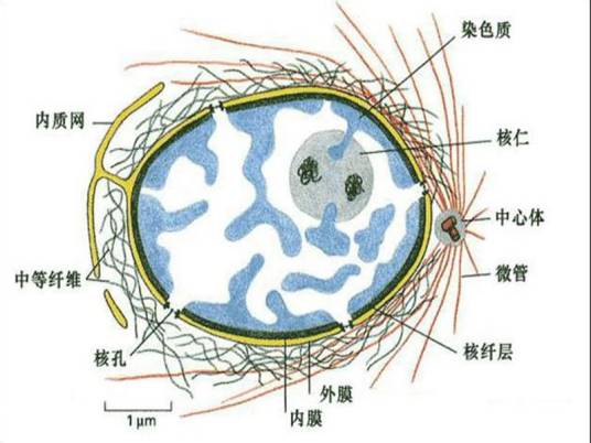 细胞核学_百度百科