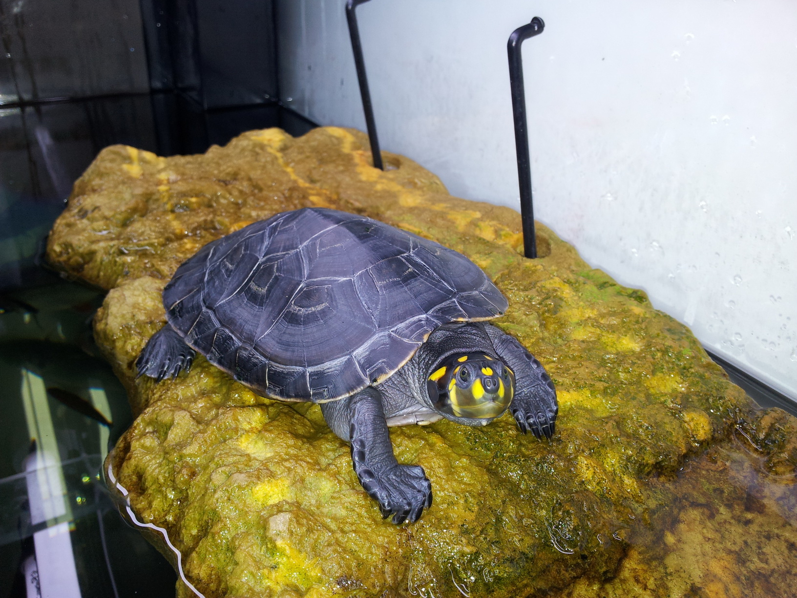 颈龟(学名: i>podocnemis unifilis /i>)是侧颈龟科,南美侧颈龟属动物