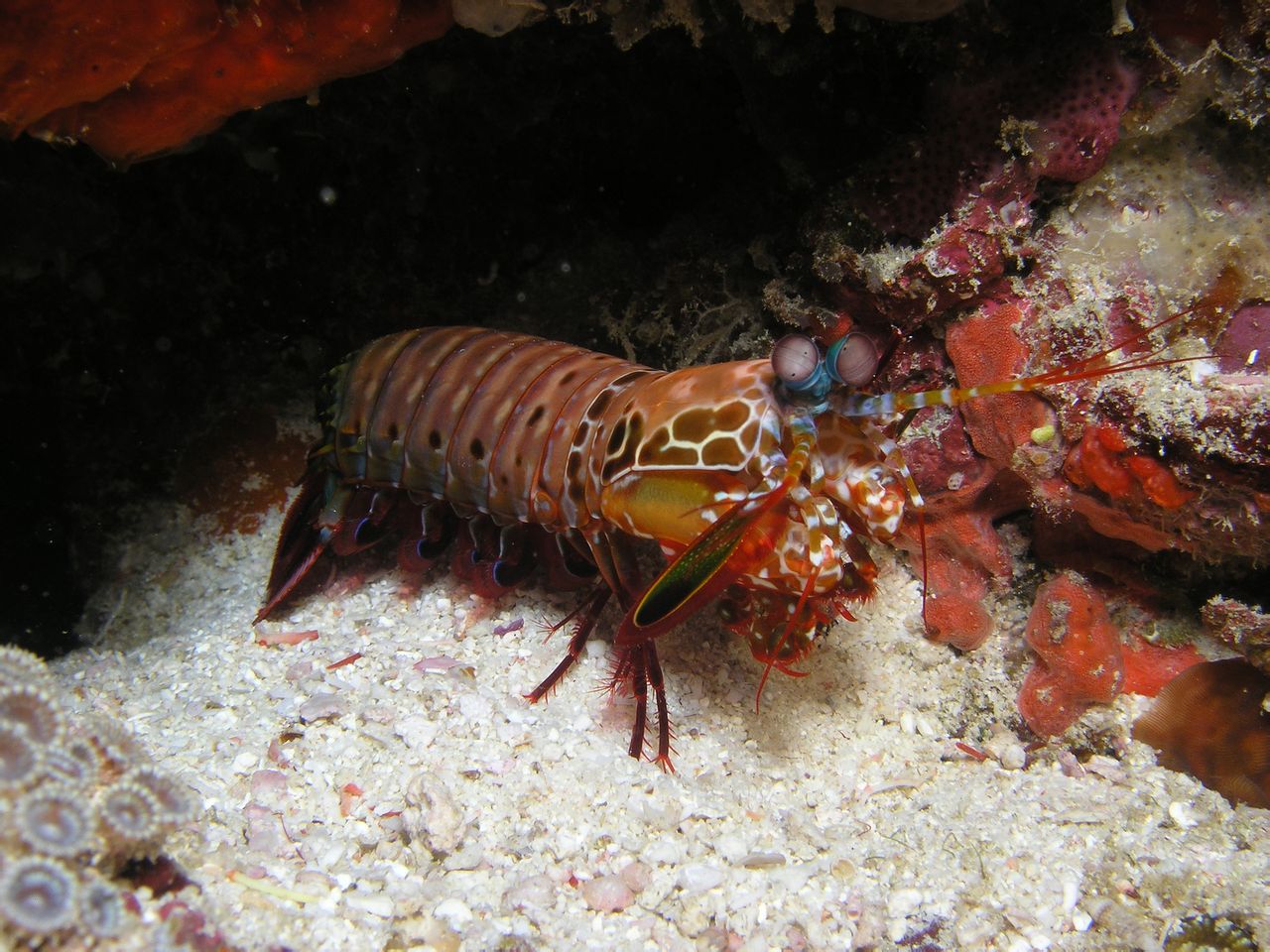  i>odontodactylus scyllarus /i>):是软甲纲,齿指虾蛄科的节肢动物