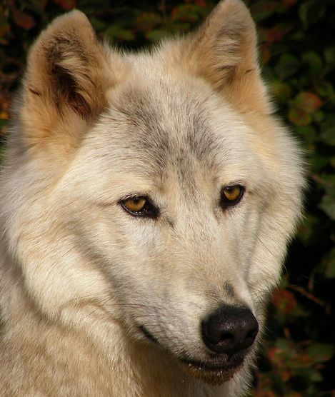  p>加拿大森林狼(学名: i>canis lupus occidentalis /i>):是食肉目