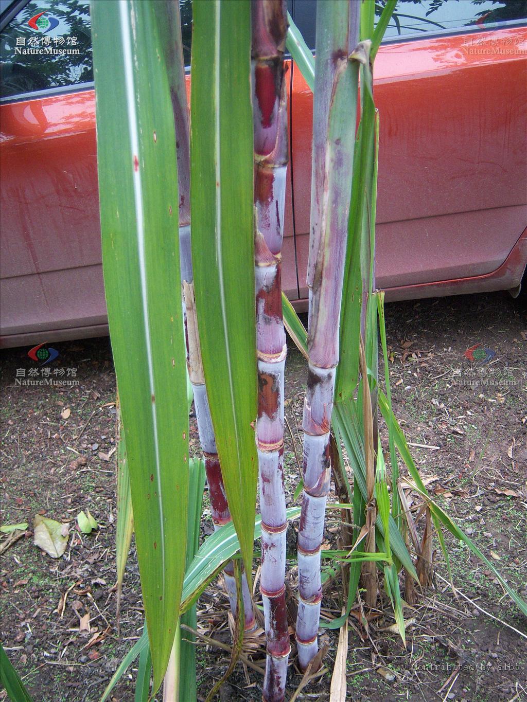  p>甘蔗属(拉丁学名:saccharum l.