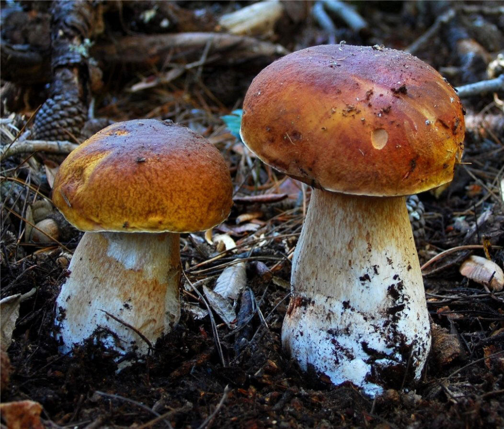  p>牛肝菌科(学名:boletaceae)是 a href="#" data-lemmaid="11044750