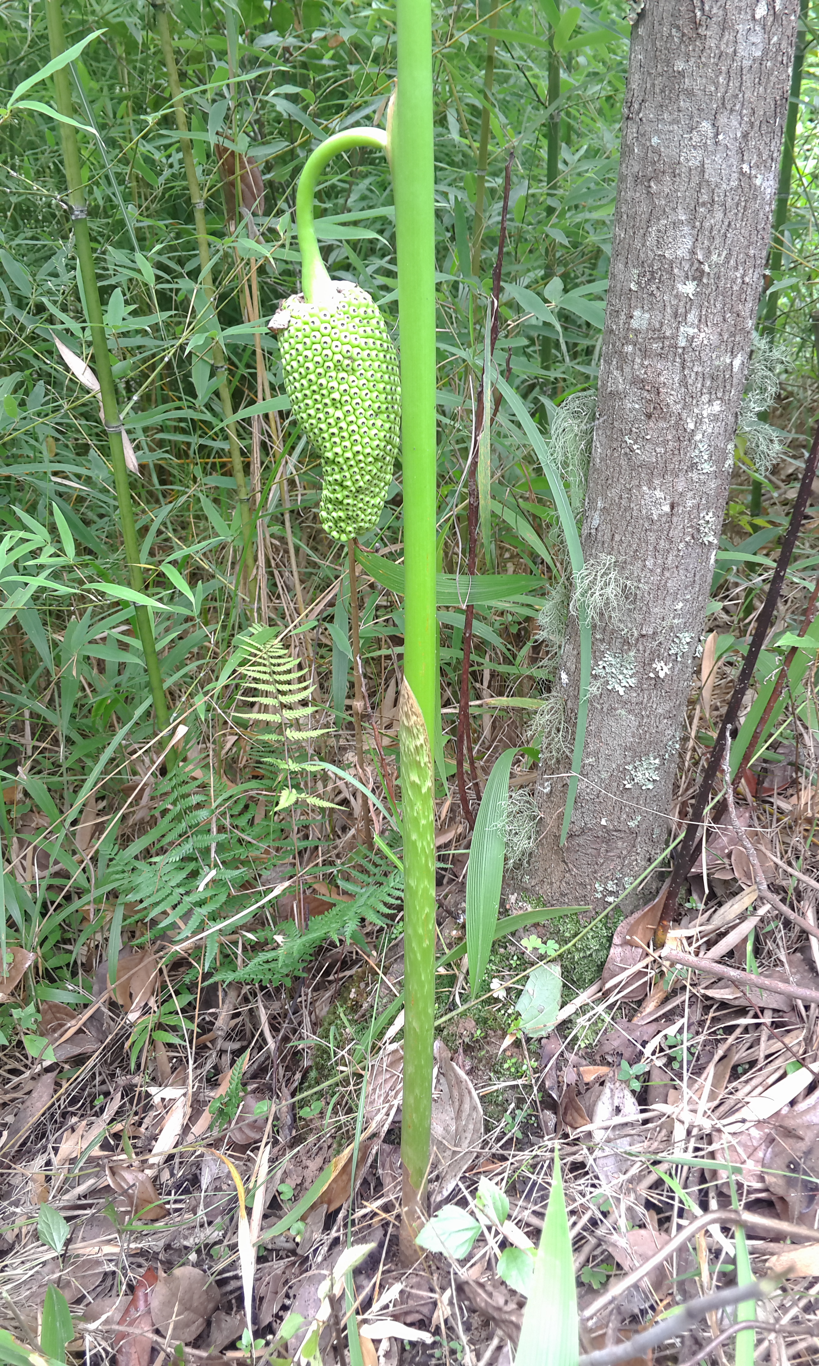  p>虎掌是 a target="_blank" href="/item/天