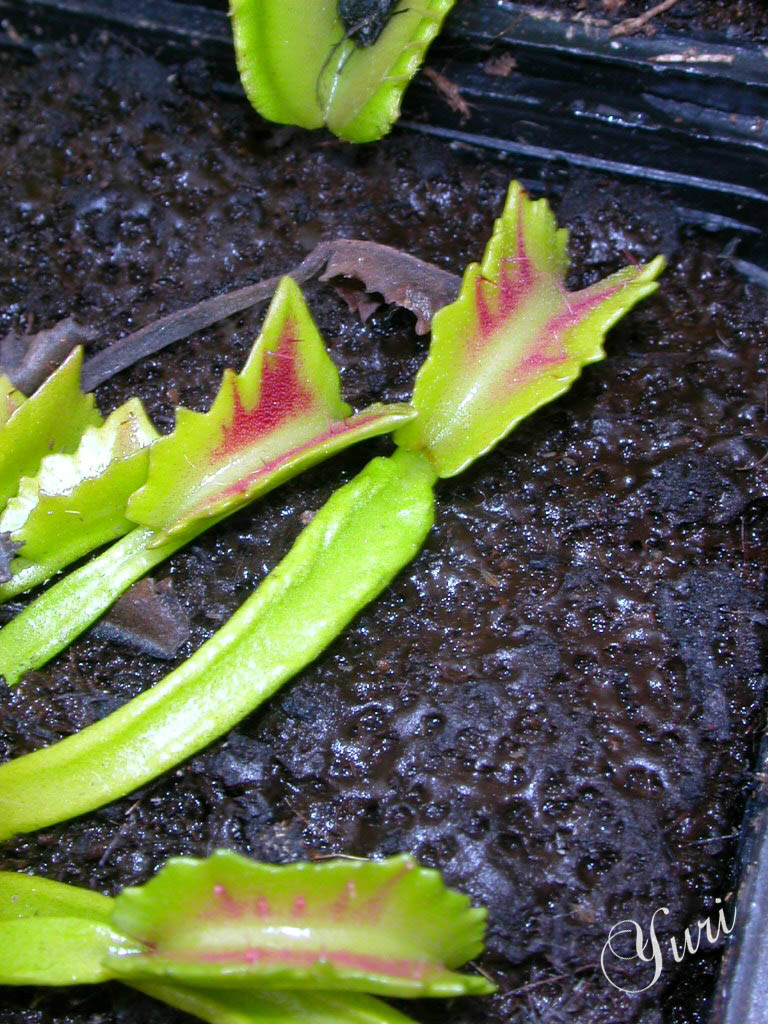 怪异男爵捕蝇草