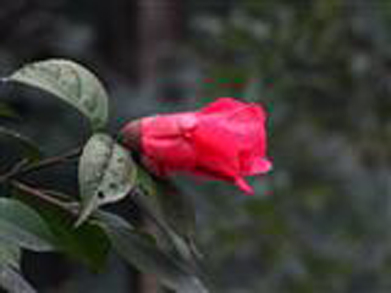 毛蕊红山茶(原变种)