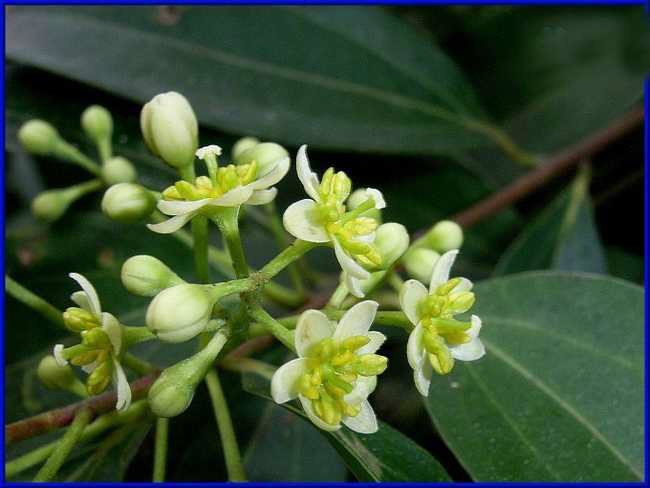 osmanthus fragrans yugui