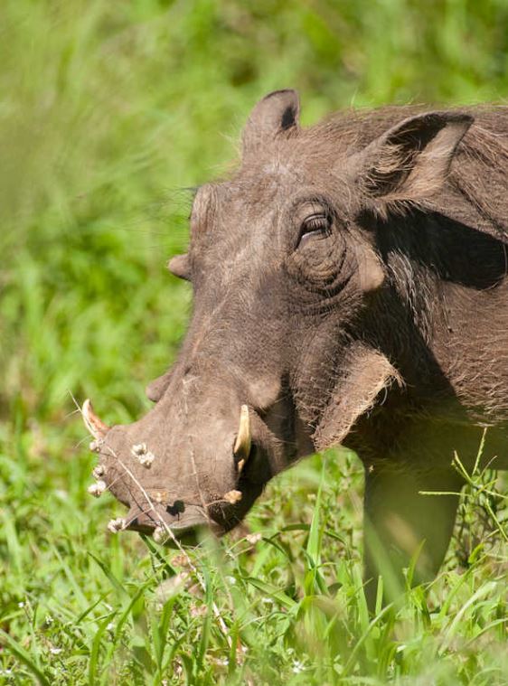  p>疣猪属(学名: i>phacochoerus /i>):体重在50-150千克.