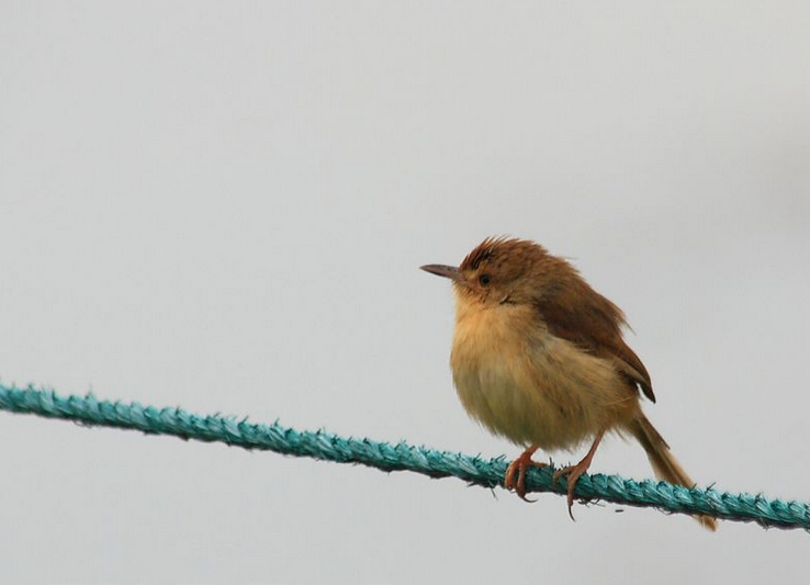  p>芦蝈蝈学名大苇莺,俗称大苇扎,苇串儿及芦蝈蝈.