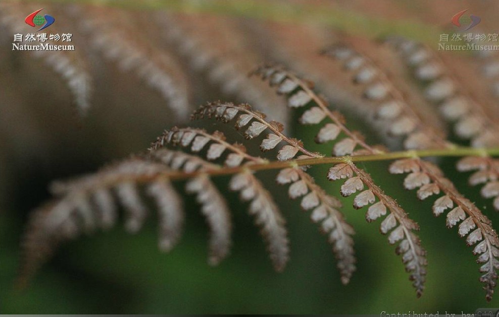  p>鱼鳞蕨植株高常1m以上.