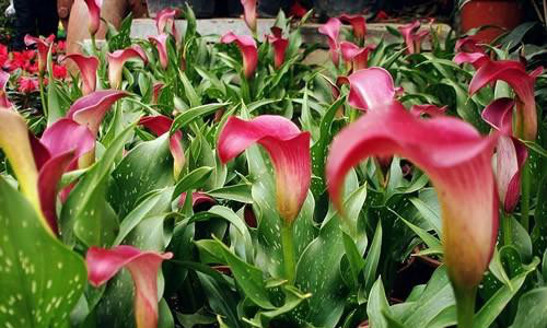  p>红花马蹄莲(学名: i>zantedeschia /i>  i>rehmannii /i> engl)