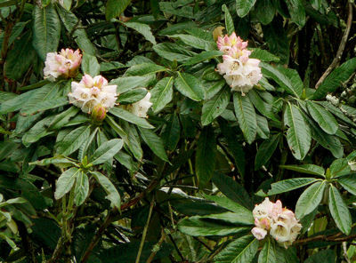  p>巨魁杜鹃(学名: i>rhododendron grande /i> wight):常绿 a href="