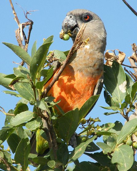  p>红腹鹦鹉(学名: i>poicephalus rufiventris /i>)仅有2个 a href="