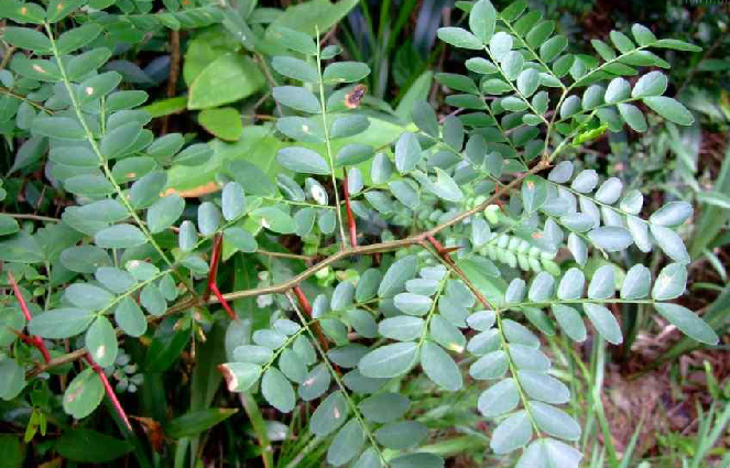 为豆科植物小果皂荚 i>gleditsiaaustralis /i>hemsl.的果实.