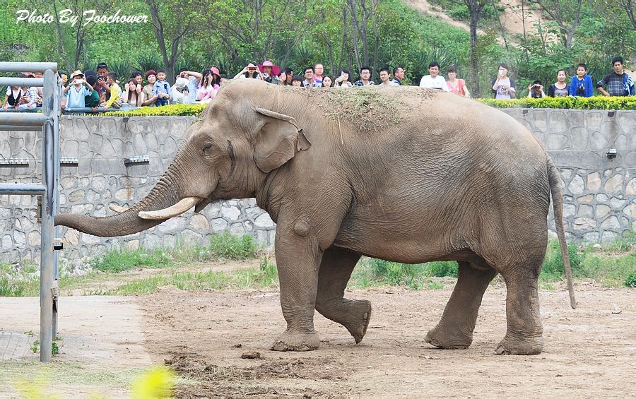  p>西安秦岭野生动物园,是集野生动物移地保护,科普教育,旅游观光