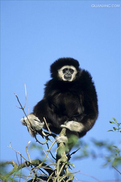  p>白掌长臂猿(学名: i>hylobates lar /i>),灵长目长臂猿科动物.