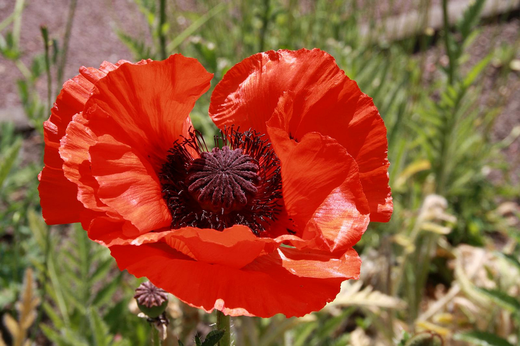 great scarlet poppy