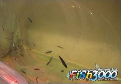 apteronotus albifrons