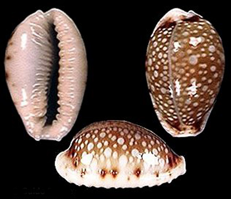  p>梨皮宝螺(学名:erosaria labrolineata labro