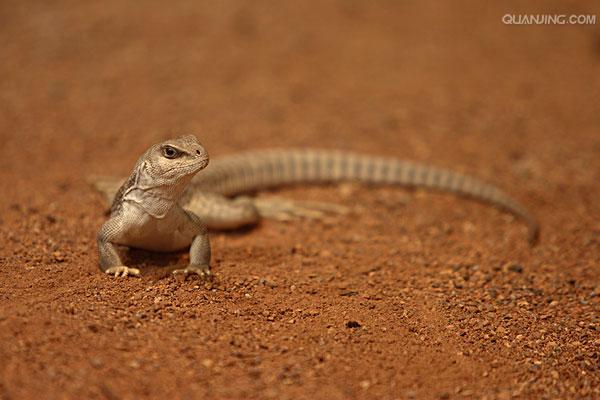 dipsosaurus dorsalis