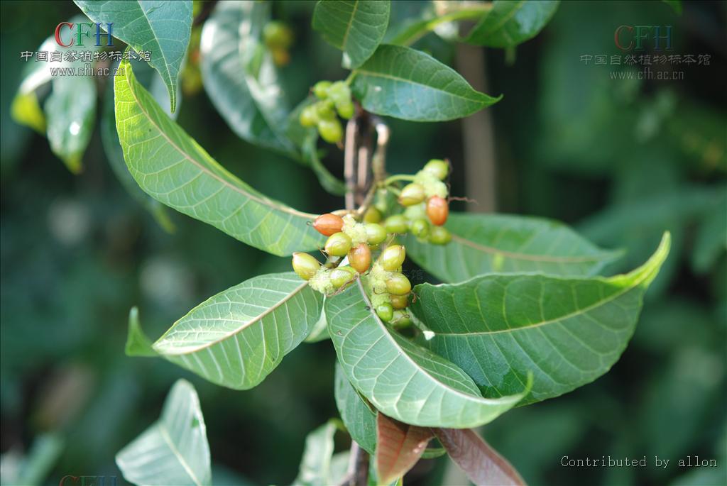  p>牛筋藤属(学名:malaisia blanco)是 a target="_blank" href="