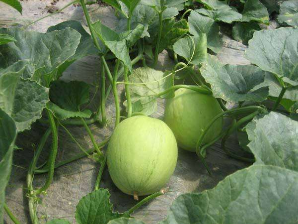  p>李岗西甜瓜,宁夏石嘴山市 a target="_blank" href="/item/惠农区