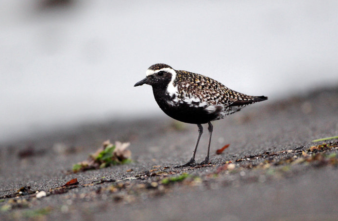  p>金鸻(学名: i>pluvialis fulva /i>):属中型 a target="_blank"