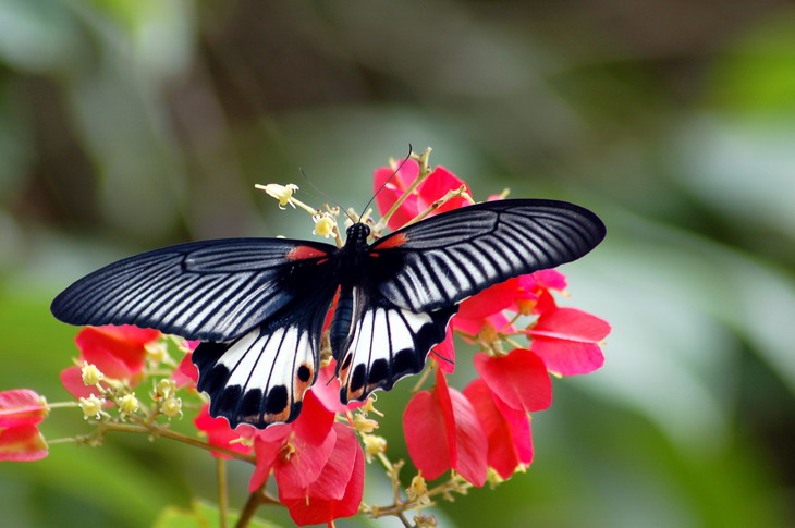  p>美凤蝶(papiliomemnon)又名多型凤蝶,是一种雌雄异型的蝴蝶.