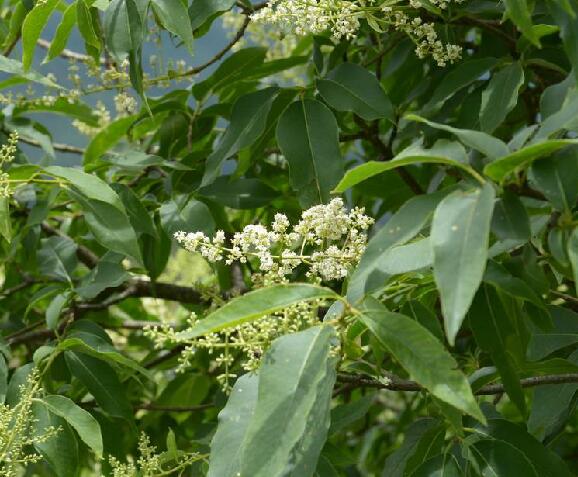 f.)是木犀科女贞属植物,灌木或小乔木,高可达12米;树皮灰褐色.