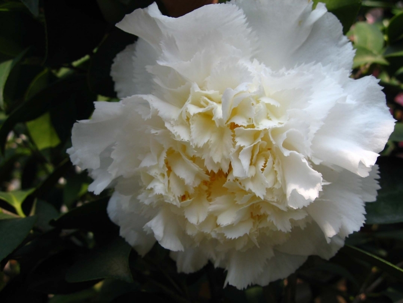 camellia freesia benten kona