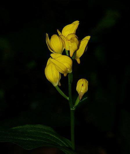  p>金兰(学名: i>cephalanthera falcata  /i> (thunb. ex a.