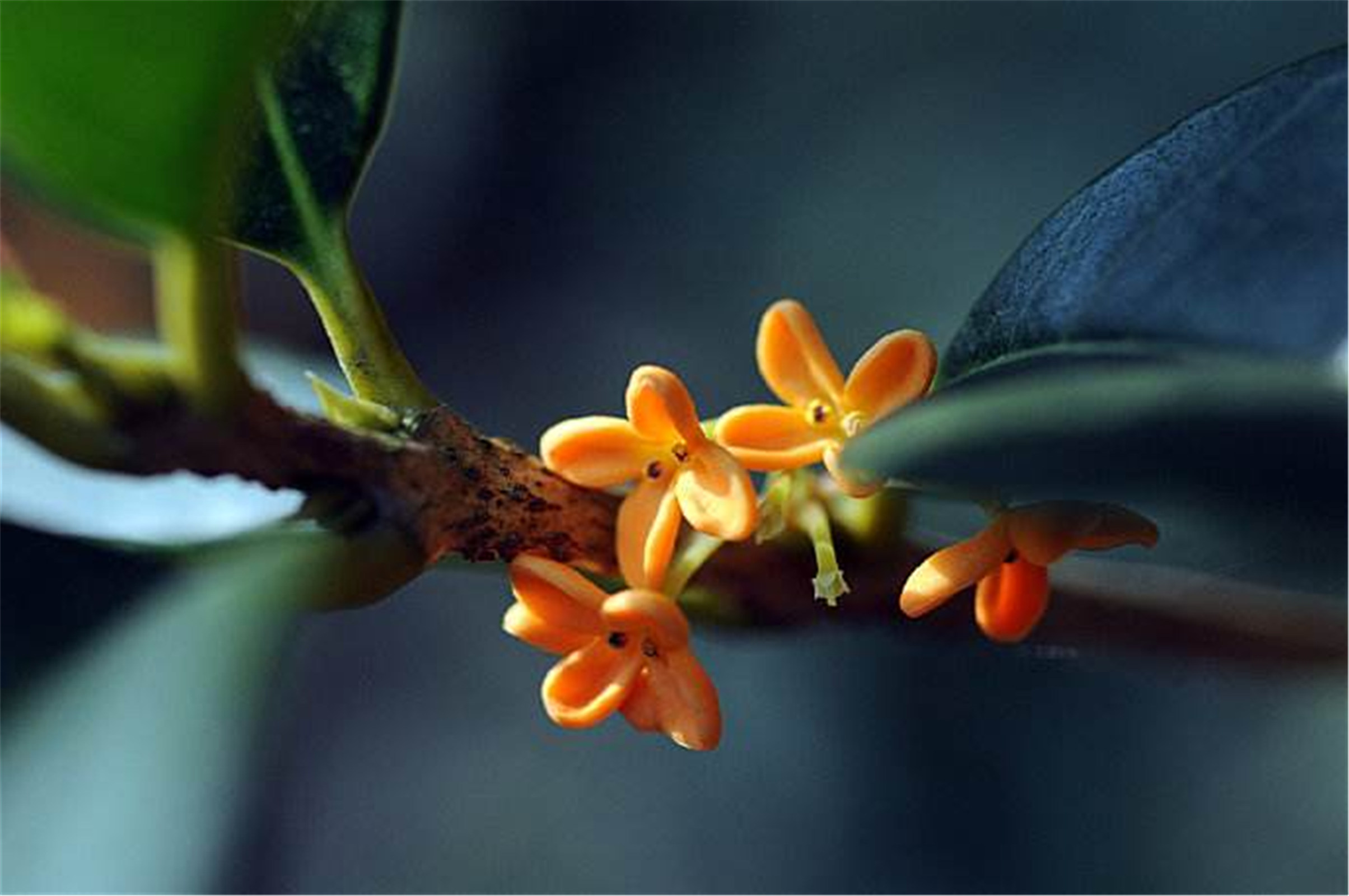  p>金球桂(学名: i>osmanthus fragrans /i> 'jin qiu gui&