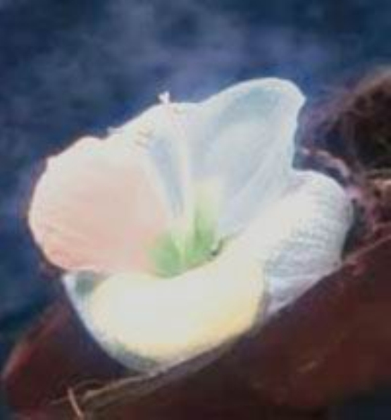 一般来说,能在非洲戈壁滩这种干旱而且恶劣的环境中生存的 a target=