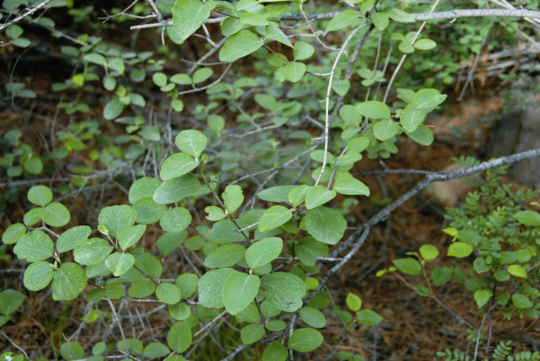  p>丽豆属(学名:calophaca fisch)是豆科丽豆属植物,约10种,分布于