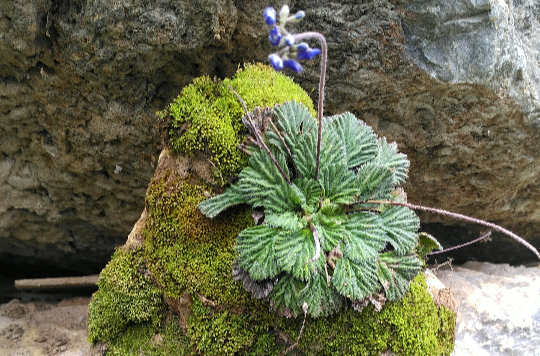  p>西藏珊瑚苣苔(学名: i>corallodiscus lanuginosus /i> (wall.