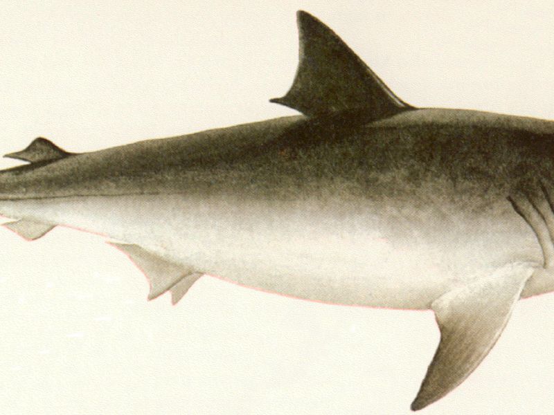  p>日本须鲨(学名: i>orectolobus japonicus  /i>(regan,1906))为 a