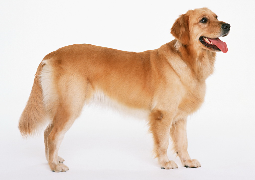  p>金毛寻回犬(golden retriever)是单猎犬,比较流行的狗的品种.