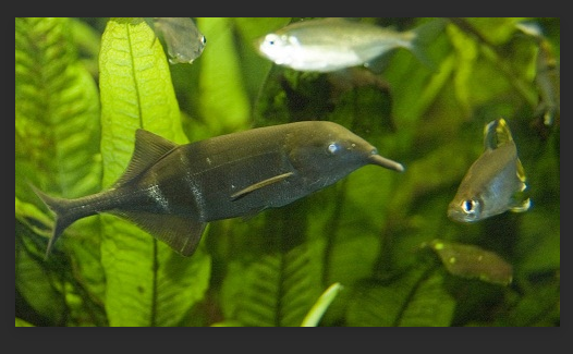  p>象吻鱼原产非洲,外形奇特,嘴巴长得又长又弯,好像大象的鼻子.