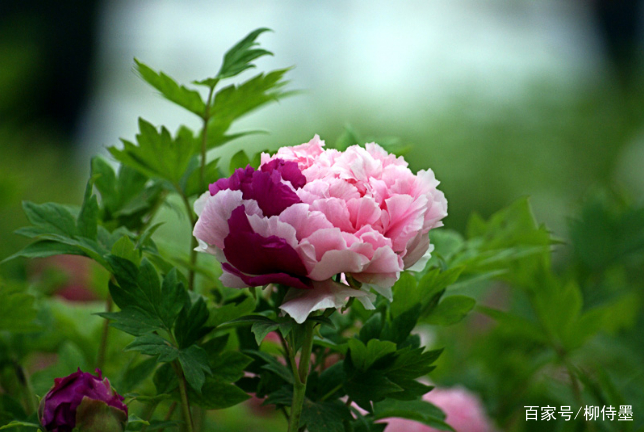 抓住春天的尾巴 暮春时节不是只有落花 还有这3种花儿值得拍呢 百科ta说