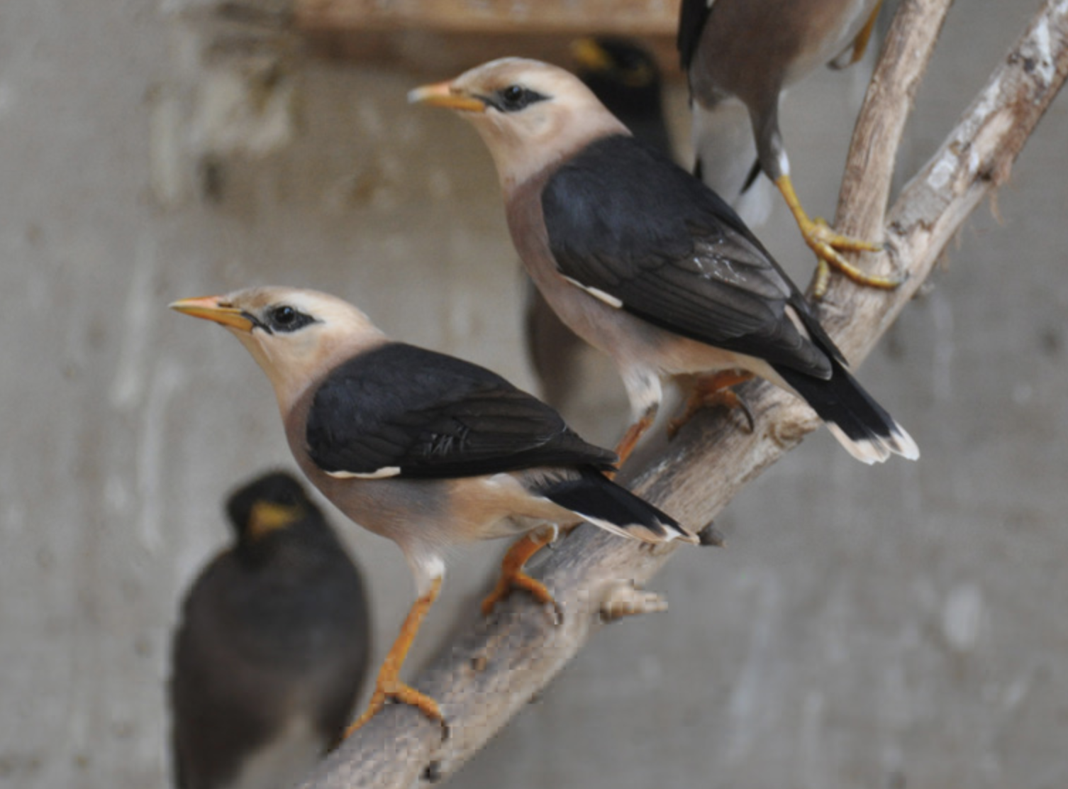  p>红嘴牛椋鸟(学名: i>acridotheres burmannicus /i>)是椋鸟科,八哥