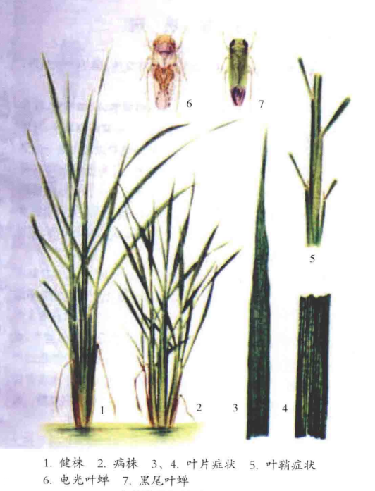  p>水稻普通矮缩病是由水稻普通矮缩病毒引起,发生在水稻的病害.