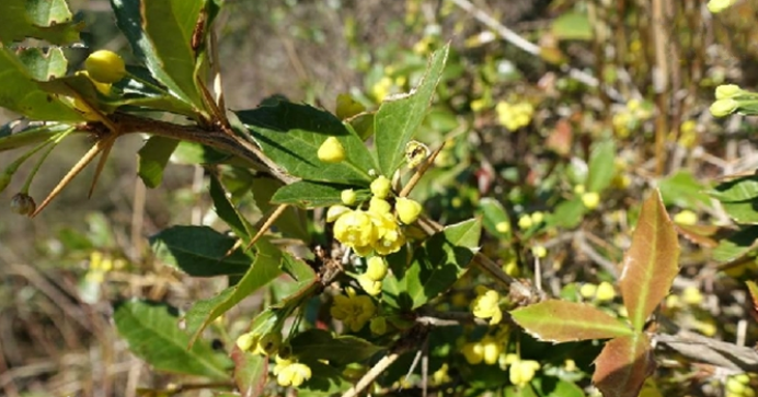 豪猪刺 身有刺花可人名豪横 百科ta说