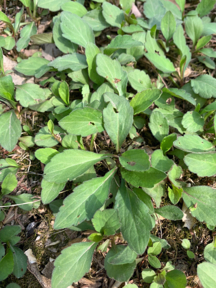 马兰（菊科紫菀属植物）_百度百科
