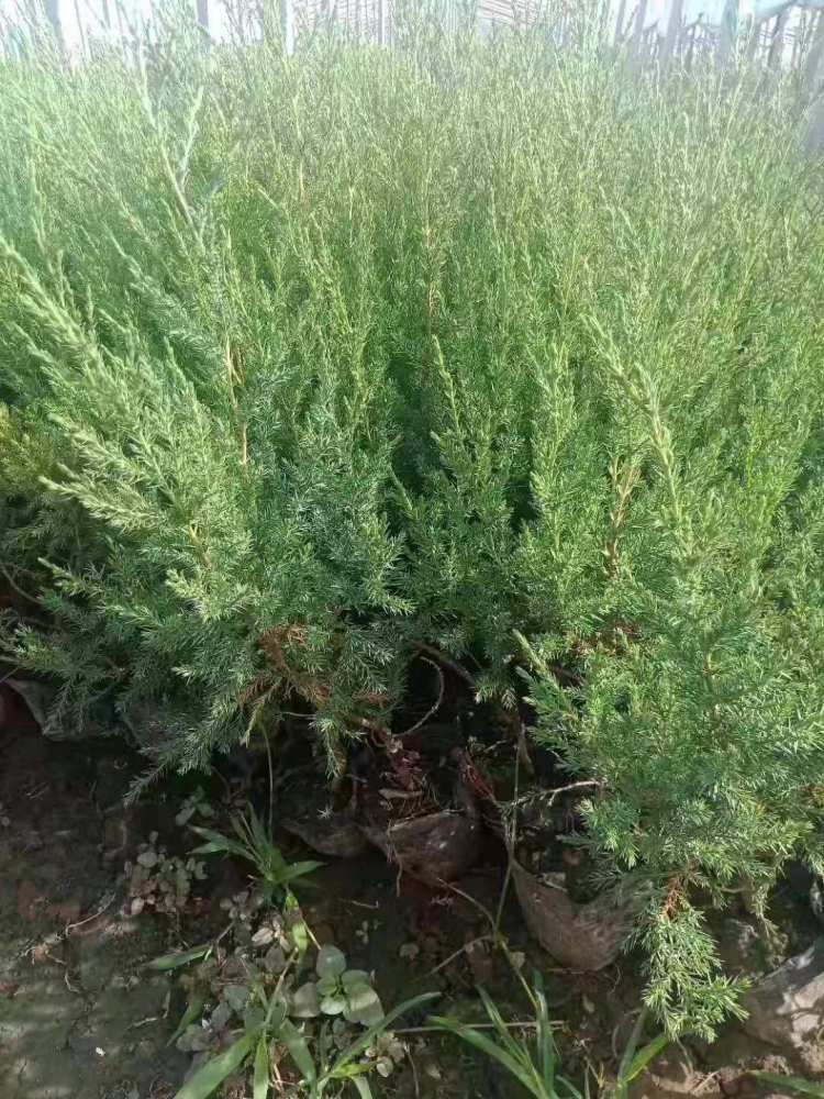 刺松（松科松属植物）_百度百科