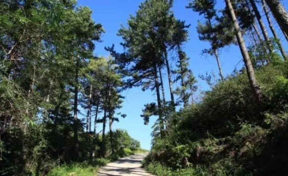 临夏市南龙山森林公园