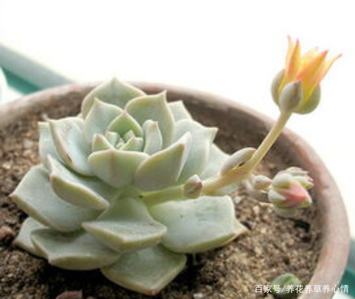 多肉白牡丹怎样养殖和繁殖 百科ta说