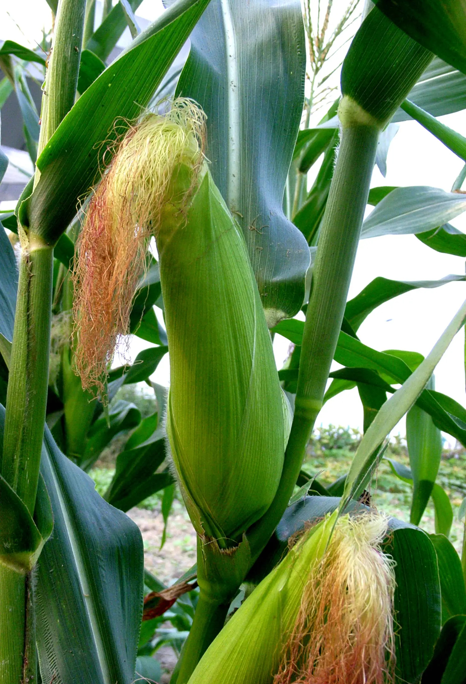  p data-id="txtrogzm8snd">玉蜀黍, a target="_blank" href="/item