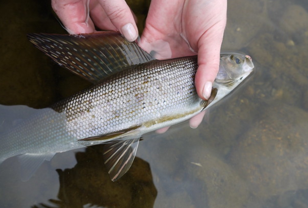  p>北极茴鱼(学名: i>thymallus arcticus /i>):是茴鱼科,茴鱼属的